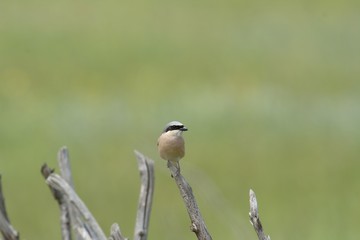 Red backed Shrike