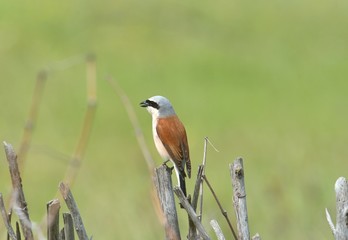 Red backed Shrike