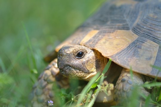 The spur-thighed tortoise or Greek tortoise (Testudo graeca) in natural habitat, National Park Macin Mountains, Dobrogea