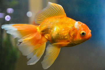 Gold fish, goldfish underwater