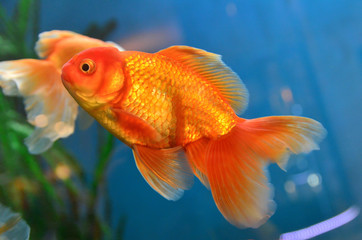 Gold fish, goldfish underwater