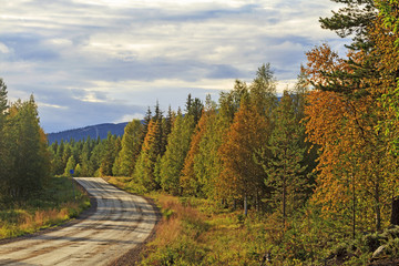 Fototapeta premium Road among autumn forest