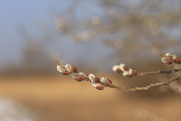The first spring willow seals/The first spring willow seals against the backdrop of a sunny day © drakuliren