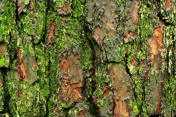 texture of old wood with bark and moss