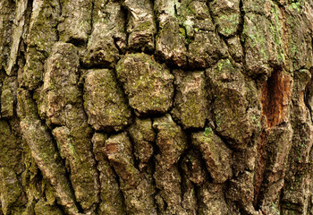 rough texture of an old wood