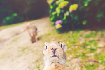 Wild rabbit in a field © Tierney