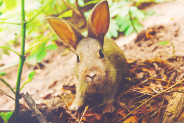 Rabbit in the forest