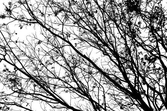 Fototapeta Silhouette tree isolated