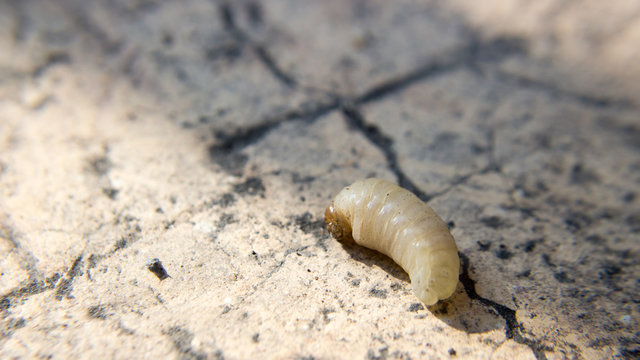 worm hornet ground