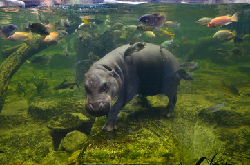 Hippo, pygmy hippopotamus under water - obrazy, fototapety, plakaty