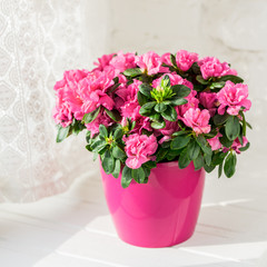 azalée en fleurs dans un pot de fleurs rose fond rustique blanc
