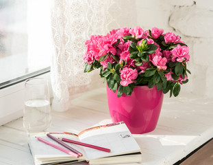 blooming pink azalea in pink flowerpot notebook, pencils, glass of water white rustic background