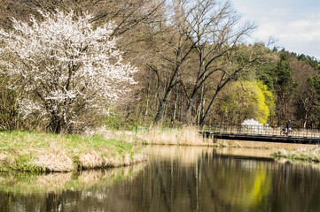 Blossoming tree and river in the spring park