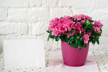 Fototapeta na wymiar blooming azalea in pink flowerpot blank card free place for text white rustic background