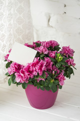 Fototapeta na wymiar blooming azalea in pink flowerpot blank card free place for text white rustic background