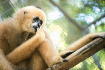 gibbon