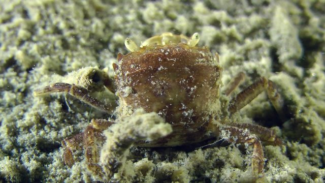 Grapsoid Crab sits on the muddy bottom, close-up.
