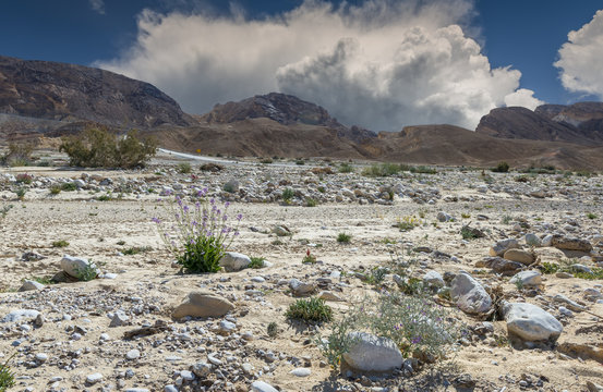 Scenic view on desert of the Negev, pass of Paran in spring, Israel