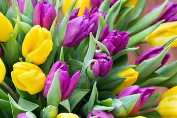 Obraz na płótnie Canvas Purple and yellow tulip bouquet. More tulip on the grey backgrou
