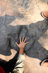 Obraz premium dinosaur footprint