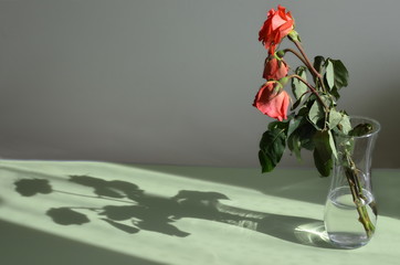 Three withered roses in a vase and its shadow. Side view.