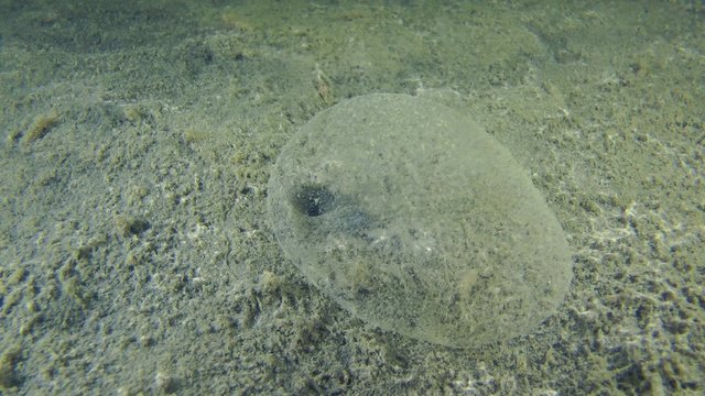The spawning cocoon of polychaete Lugworm on the muddy ground, medium shot.

