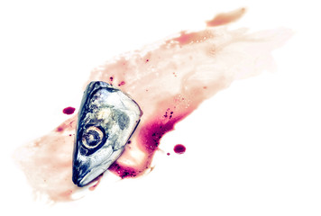 Fresh saba fish head with Dripping blood on a white background