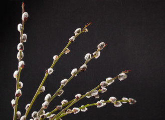 Fototapeta premium willow branch on a black