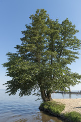 Fototapeta na wymiar Müritz, Baum am Seeufer bei Klink
