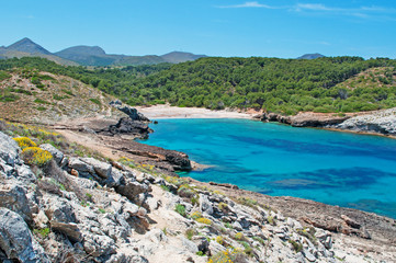 Mallorca, Isole Baleari, Spagna: la macchia mediterranea sul sentiero dalla spiaggia di Cala Torta...