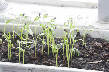 morning glory seed