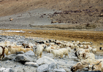 Goats looking for food