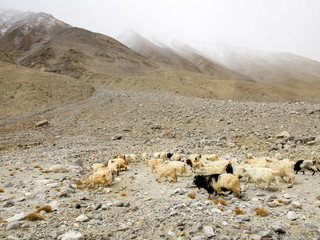 Goats looking for food