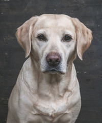 Labrador on vintage wooden background