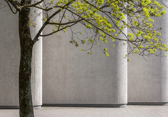 Green tree in springtime against background of concrete building wall