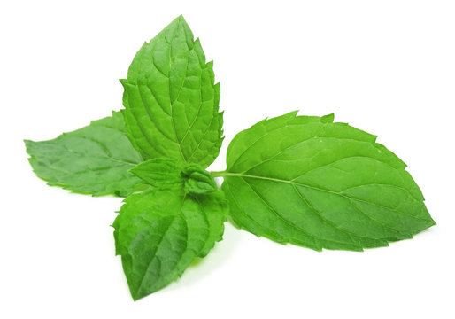 Peppermint leaves, isolated on white. Mint leaf.