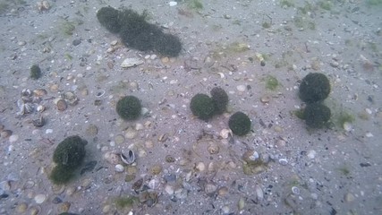 Formation of balls of green Cladophora algae in shallow water under the influence of wave flows, the final stage.
