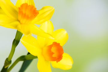 osterglocken, fr&uuml;hlingsblumen