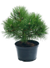 Pinus nigra Nana in a pot