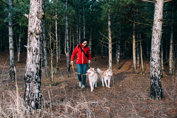 female with siberian husky dogs playing in the forest