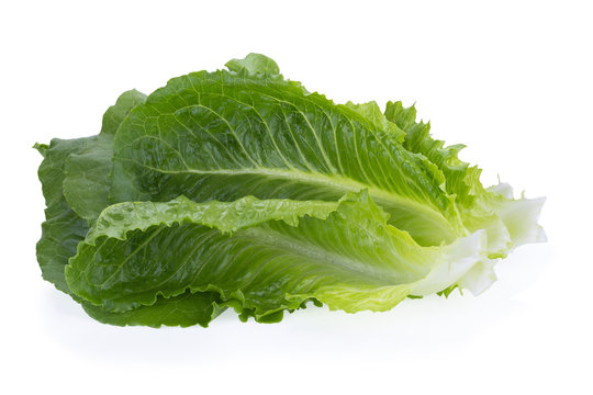 Cos Lettuce Isolated on White Background