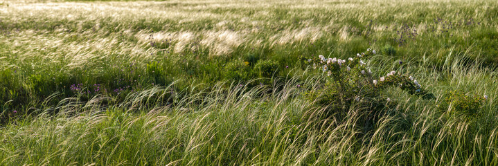 Meadow with a feather grass