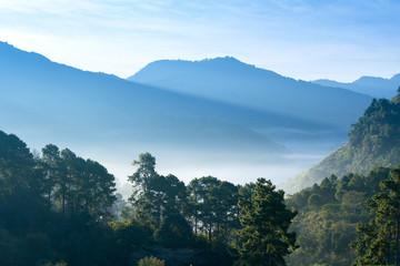 Landscape of Tea Field with fog in morning at Chiangmai Thailand.