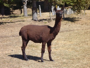 Fototapeta premium small cute brown alpaca with curious look