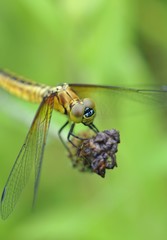 ハラビロトンボ