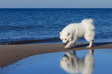 white Samoyed dog walks near the sea.