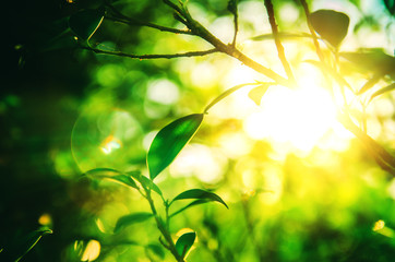 leaf with sunlight soft focus