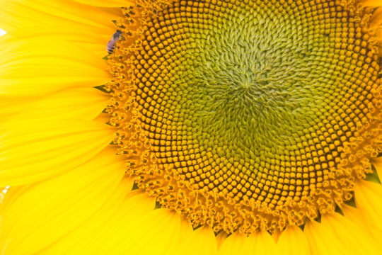 Beautiful sunflower pollen up close