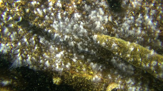 The colony of polyps, which are the stage of development of the Common jellyfish.
