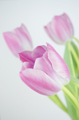 Photograph of a bunch of pink tulips on light grey background